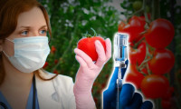 Bilim insanları duyurdu: Virüse karşı 'domates aşısı'
