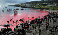 Faroe Adaları'nda kanlı av: 1400'den fazla yunus bir gecede katledildi