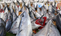 Uzmanlar uyarmaya başladı: Esmer etli balıklara dikkat