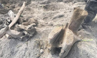 Kahramanmaraş'ta fil fosili bulundu!
