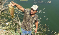 Büyük Menderes'te balık ölümleri! Nedeni ortaya çıktı