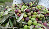 Türkiye'nin zeytinyağı ihracatı 100 milyon dolara yaklaştı