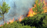 Bodrum ve Milas'da orman yangını 
