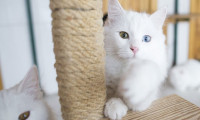 Bilim insanları kedi videoları izleyecek gönüllüler arıyor