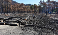 Yanmış 30 milyon ağaç kesilecek