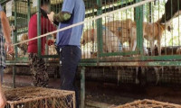 Güney Kore, köpek eti tüketimini yasaklıyor