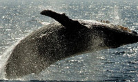 Norveç mink balinası avlamaktan vazgeçmiyor