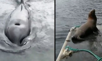 Katil balinalardan kaçan deniz aslanı tekneye sığındı