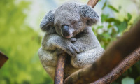 Yüzde 30'u 3 yılda yok oldu: Koala nüfusu tehdit altında