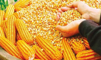 26 ülkeye 'cin mısırı' ihracatı