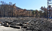 Marmaris'te yangında zarar gören ağaçların kesimi sürüyor