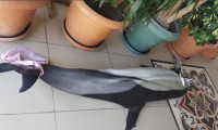 Sahile yavru yunus balığı vurdu