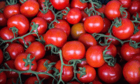 Rusya, Türkiye'den domates ve biber ithalatı yasağını kaldırdı