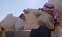 Dünyanın ilk beş yıldızlı deve oteli açıldı: Geceliği 107 dolar