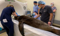 Domuzdan alınan beyin hücreleri ile deniz aslanın epilepsisi tedavi edildi