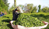 Rize'den 32 ülkeye çay ihracı
