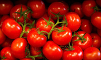 54 ülkeye 363,3 milyon dolarlık domates ihracatı