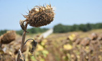 Ayçiçeği tohumu ithalatında gümrük vergisinde düşüş