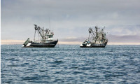 Yasadışı balıkçılık milyarlarca dolar zarara yol açıyor