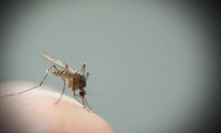 Bilim insanlarından yeni yöntem: Sivrisineklerle aşı!