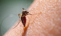 Almanya'da Batı Nil Virüsü vakaları artış gösterdi