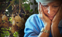 Alzheimera şifa oluyor: Bu besinler hafızayı yeniliyor!