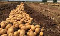 TİGEM tohumluk patates üretimi için arazi kiraya verecek