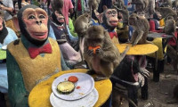 Tayland'da maymunlar için açık büfe