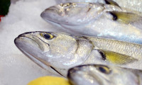 Balık fiyatlarına 'poyraz' etkisi