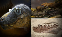 ABD'de heyecanlandıran keşif: T. Rex'in atası bulundu mu? 