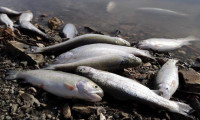 Zernek Baraj Gölü'nün üzeri ölü balıklarla kaplandı