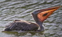 Peru'da kuş gribi nedeniyle binlerce pelikan öldü