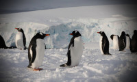 Antarktika'ya kadar ulaştı: Mikroplastik tehlikesi!