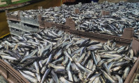 Karadeniz'de balık bolluğu