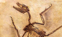 120 milyon yıllık dinozorun midesinde fosilleşmiş memeli bulundu