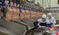Aralık'ta tavuk eti üretimi arttı