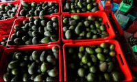 ABD ile Meksika arasında avokado gerginliği