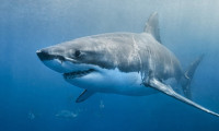 Avustralya'da katil köpek balığı aranıyor: Sydney'de plajlar kapandı