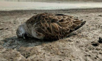 Danimarka'da yüzlerce ölü kuş karaya vurdu