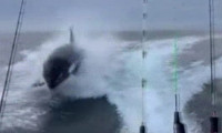 Meksika’da turistlerin gezi teknesi katil balina tarafından kovalandı