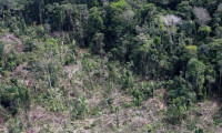 Amazonlar'daki orman tahribatında ocak ayı rekoru kırıldı