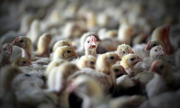 ABD'de 2,7 milyon tavuk itlaf edilecek