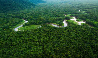 Araştırma: Ormanlar, Dünya'yı serinletiyor