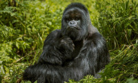 Dağ gorillerini korumak için 255 milyon dolarlık bütçe 