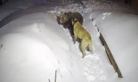 Uludağ'da ayının köpekle boğuşması kameraya yansıdı