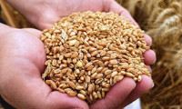 350 çiftçiye 278 ton buğday tohumu hibe edildi
