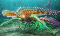 Nadir görülen bir deniz canlısının 450 milyon yıllık fosili bulundu