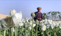 Taliban haşhaş üretimini yasakladı