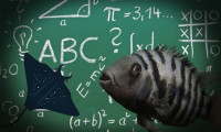 Balıklara matematik öğrettiler!