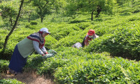Çay ihracatından 8,2 milyon dolar gelir sağlandı